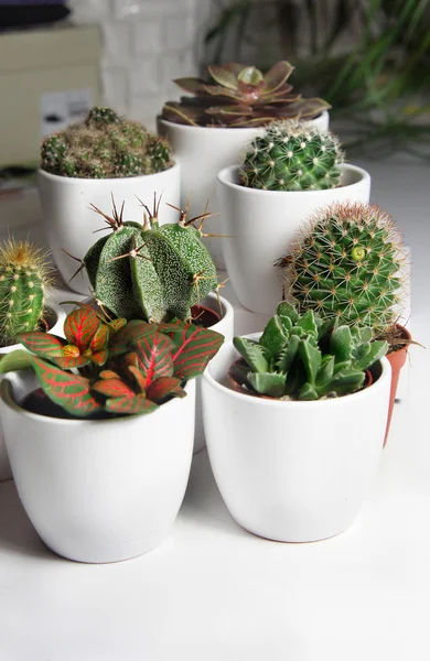Blandning av kaktusar och andra växter i vita krukor — Stockfoto