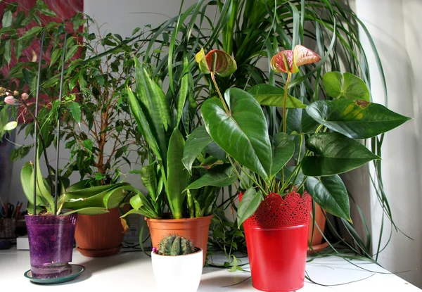 Mezcla de plantas de interior en la habitación blanca — Foto de Stock