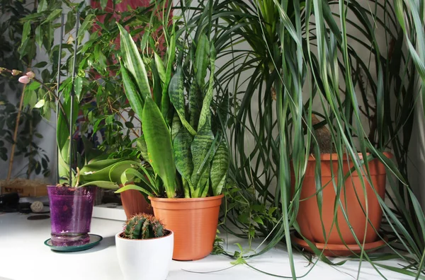 Mistura de plantas de sala na sala branca — Fotografia de Stock