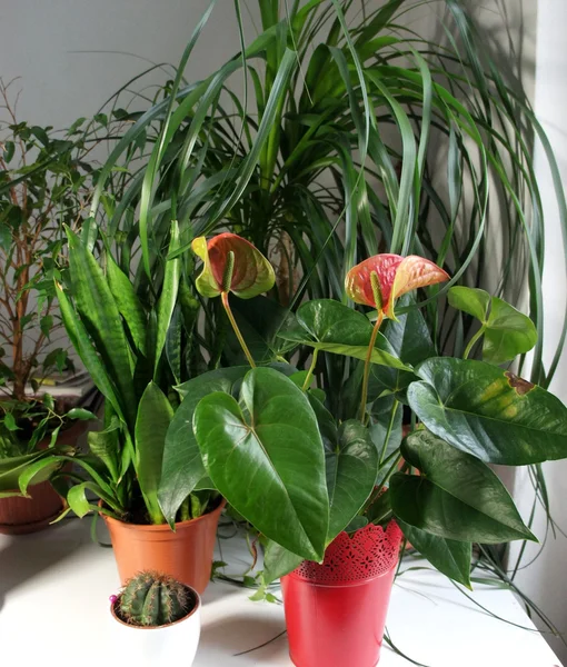 Mix of houseplants in the white room — Stock Photo, Image