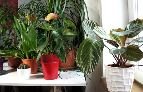 Mezcla de plantas de interior en la habitación blanca — Foto de Stock