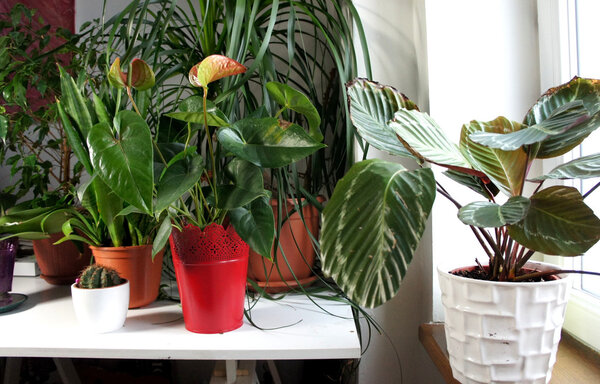 Mix of houseplants in the white room