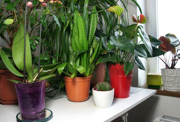Смесь домашних растений в белой комнате — стоковое фото