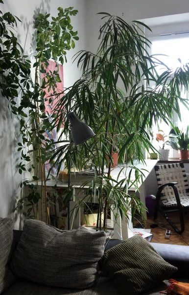 Fehér a helyiségben szobanövények keveréke — Stock Fotó