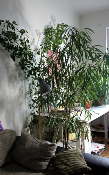 Mélange de plantes d'intérieur dans la chambre blanche — Photo