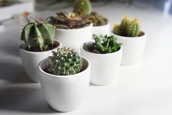 Mezcla de cactus en la habitación blanca — Foto de Stock