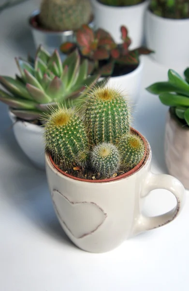 Mix di cactus sul tavolo bianco — Foto Stock