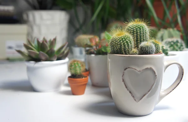 Mix van cactussen op de witte tafel — Stockfoto