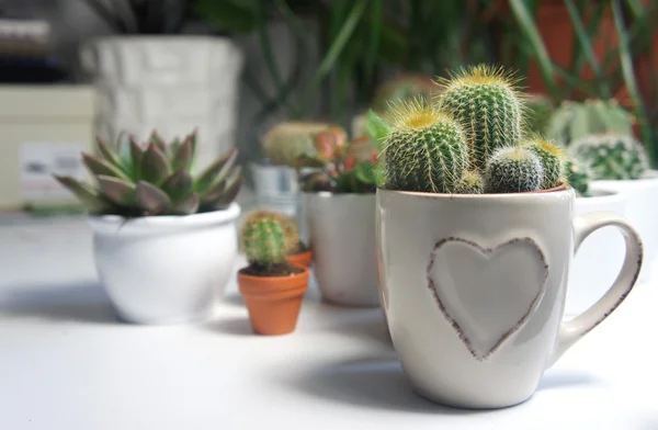 Mezcla de cactus en la mesa blanca — Foto de Stock