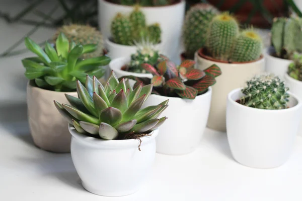 Mix van cactussen in de witte kamer — Stockfoto