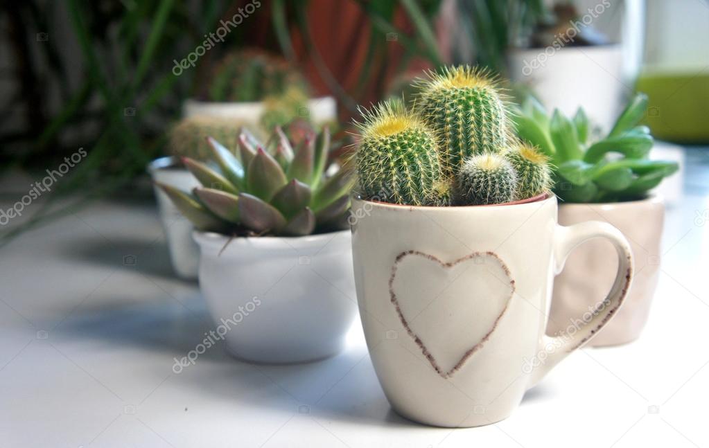 Mix of cactuses on the white table