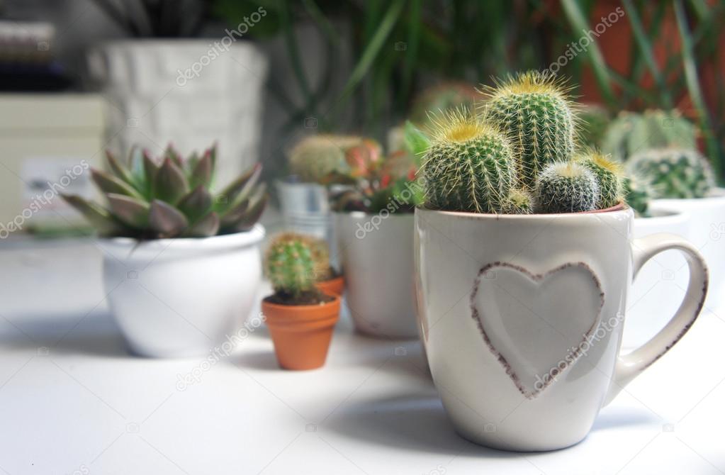 Quel mélange pour les cactus ?