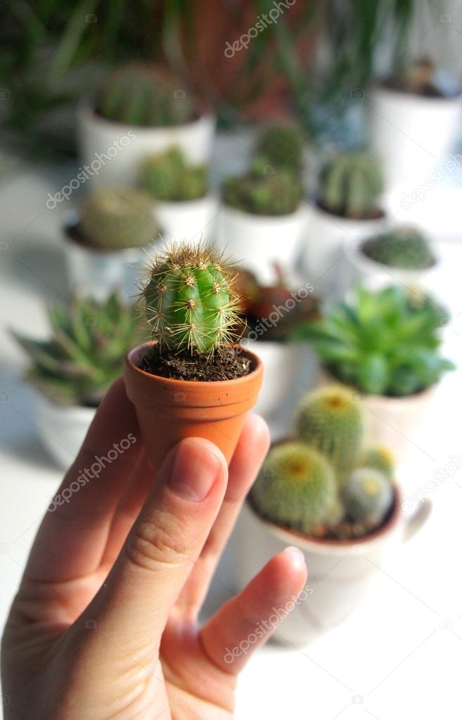 Mix of cactuses in the white room