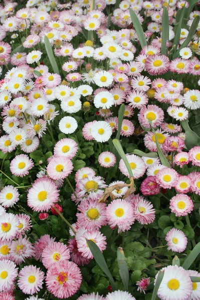 Λιβάδι με πολλά μικρά λουλούδια — Φωτογραφία Αρχείου