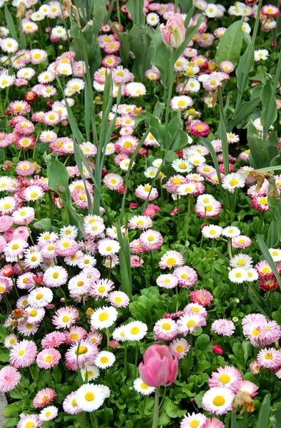 Wiese mit vielen kleinen Blumen — Stockfoto