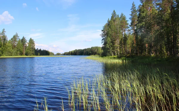 아름 다운 호수와 핀란드의 숲 — 스톡 사진