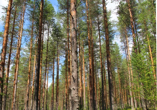Schöne Wälder Finnlands — Stockfoto