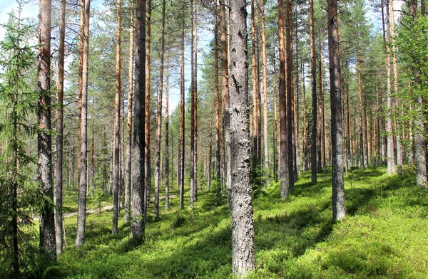 Schöne Wälder Finnlands — Stockfoto