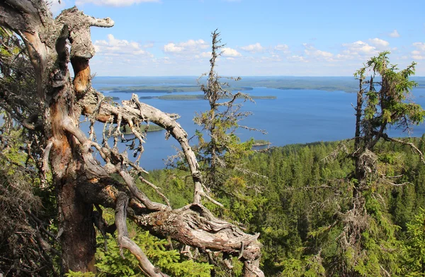 Krásná příroda, Finska, Koli — Stock fotografie