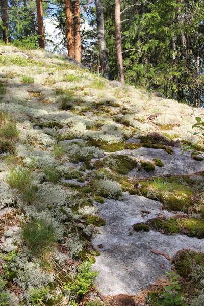 핀란드, Koli의 아름 다운 자연 — 스톡 사진