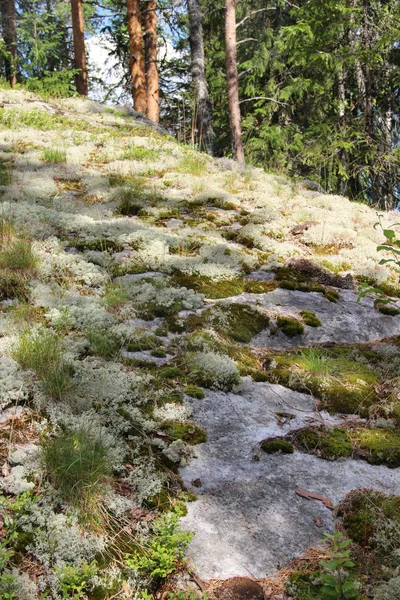 Belle nature de la Finlande, Koli — Photo