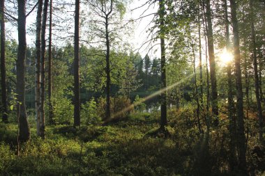 Finlandiya'nın güzel ormanları