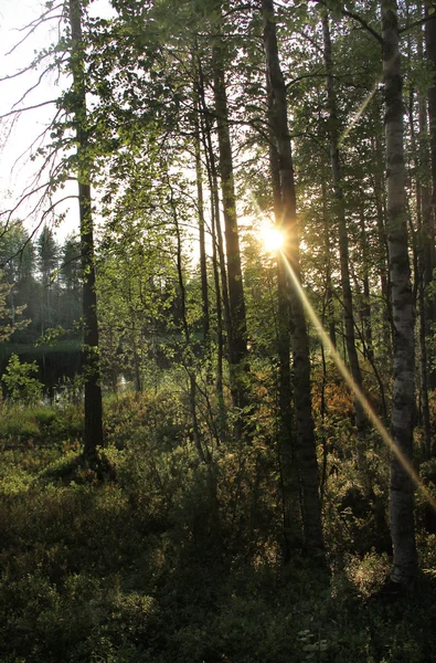 Beautiful forests of Finland — Stock Photo, Image