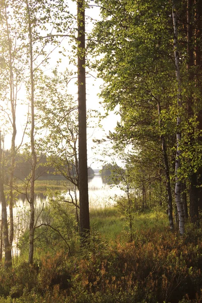 Hermosos bosques de Finlandia —  Fotos de Stock