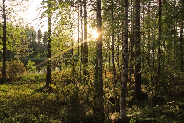 Schöne Wälder Finnlands — Stockfoto