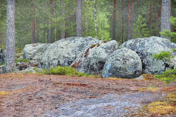 Schöne Wälder Finnlands — Stockfoto