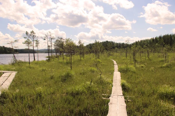 Prachtige bossen van Finland — Stockfoto