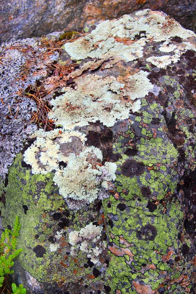 Красивый мох в финских лесах — стоковое фото