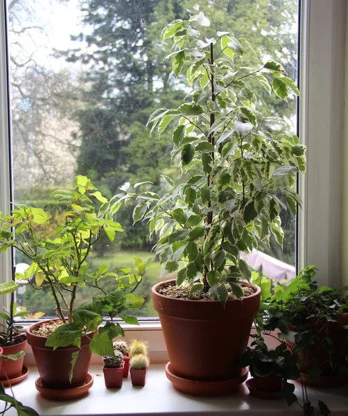 Houseplants penceresinde karışımı — Stok fotoğraf