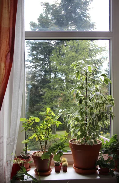 Az ablak a szobanövények keveréke — Stock Fotó