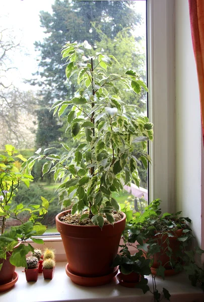 Houseplants penceresinde karışımı — Stok fotoğraf