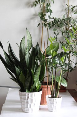 Beyaz odadaki güzel çiçeklerle Skandi tasarımının karışımı.