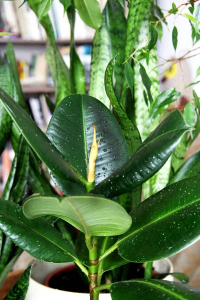 Mezcla Hermosas Plantas Interior Habitación Blanca Con Diseño Escándalos — Foto de Stock