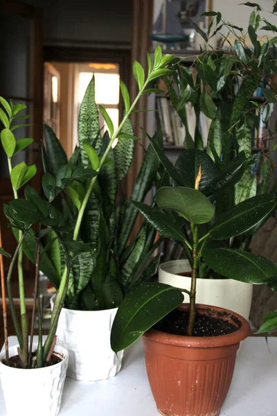 Mix of beautiful houseplants in the white room with scandi design