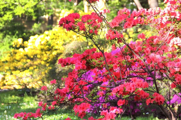 Beautiful Garden Full Trees Bloom — Stock Photo, Image