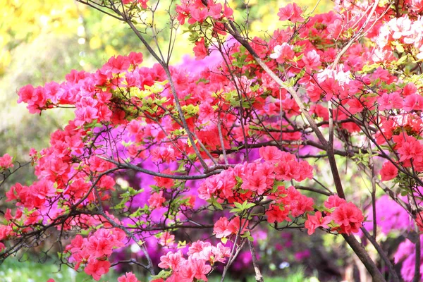 Beautiful Garden Full Multicolored Trees Bloom — Stock Photo, Image