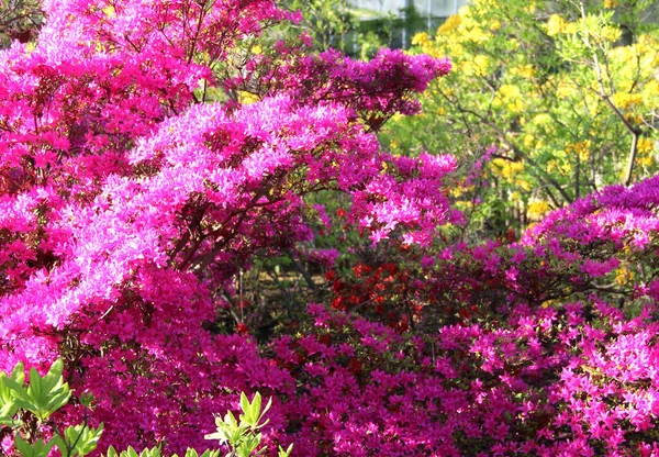 Beautiful Garden Full Trees Bloom — Stock Photo, Image