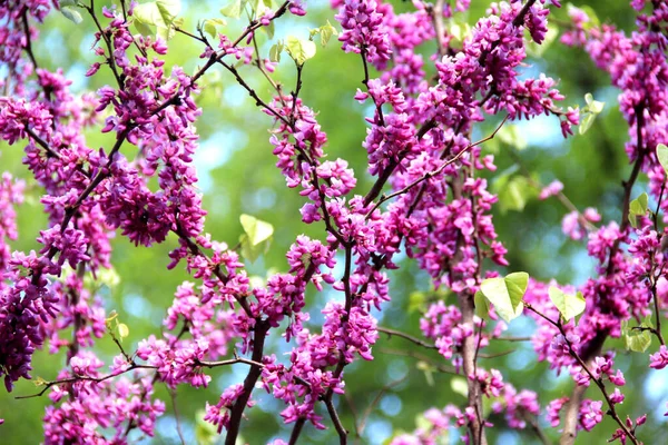 Bellissimo Giardino Con Lilla Fiore Sfondo Verde — Foto Stock