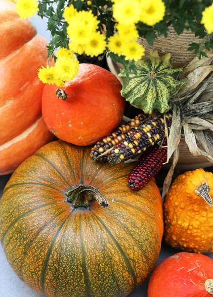 Mix of beautiful vivid terrace fall flowers and pumpkin — Stock Photo, Image