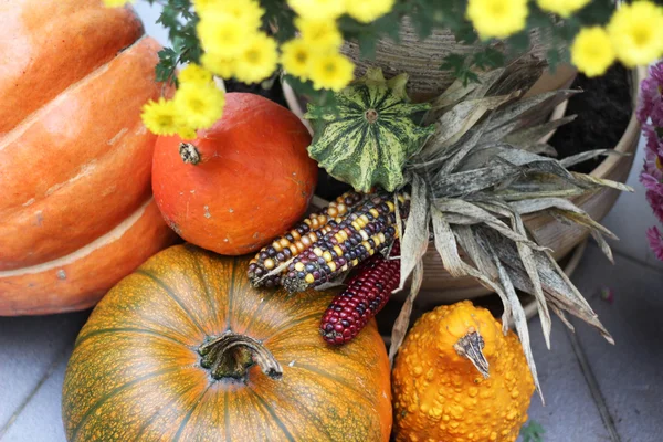 Mix of beautiful vivid terrace fall flowers and pumpkin — Stock Photo, Image