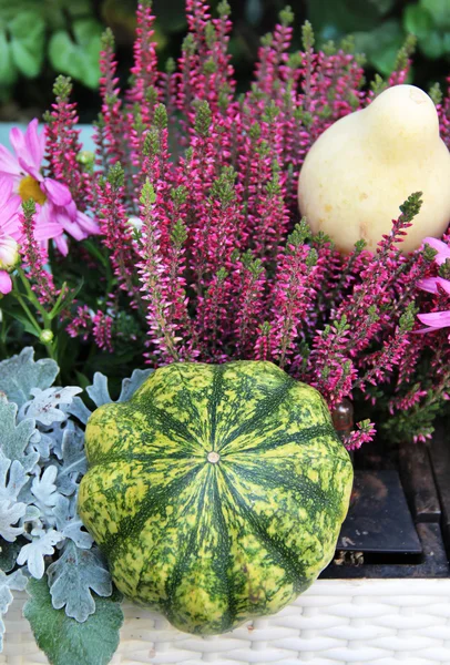 Mischung aus schönen lebendigen Terrassen-Herbstblumen und Kürbis — Stockfoto