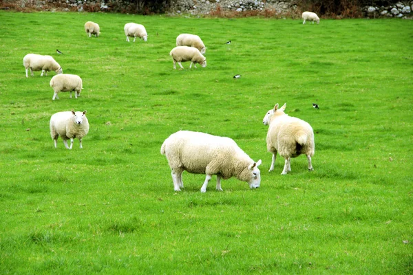 Schöne irische Schafe, irland — Stockfoto