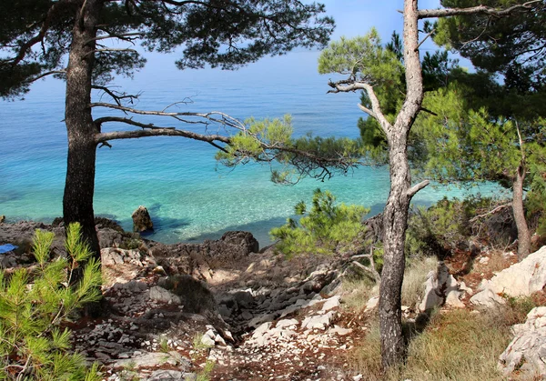 크로아티아에서 바다와 야생의 아름 다운 자연 — 스톡 사진
