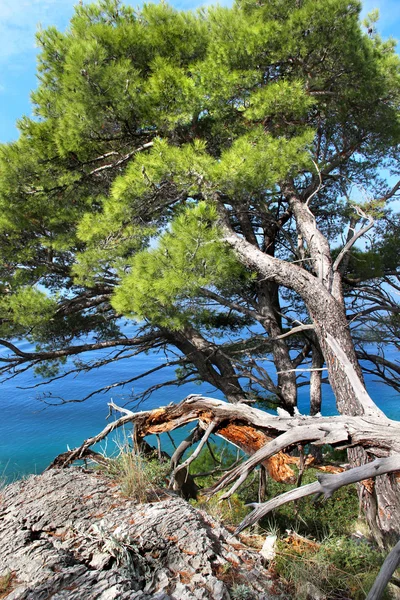 Дикі красивою природою і море в Хорватії — стокове фото