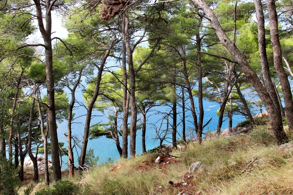 Vilda vackra natur och i Kroatien — Stockfoto