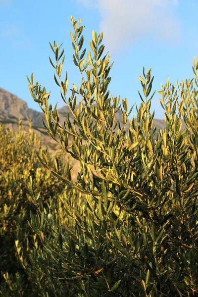 Olive tree and mountains — Stock Photo, Image